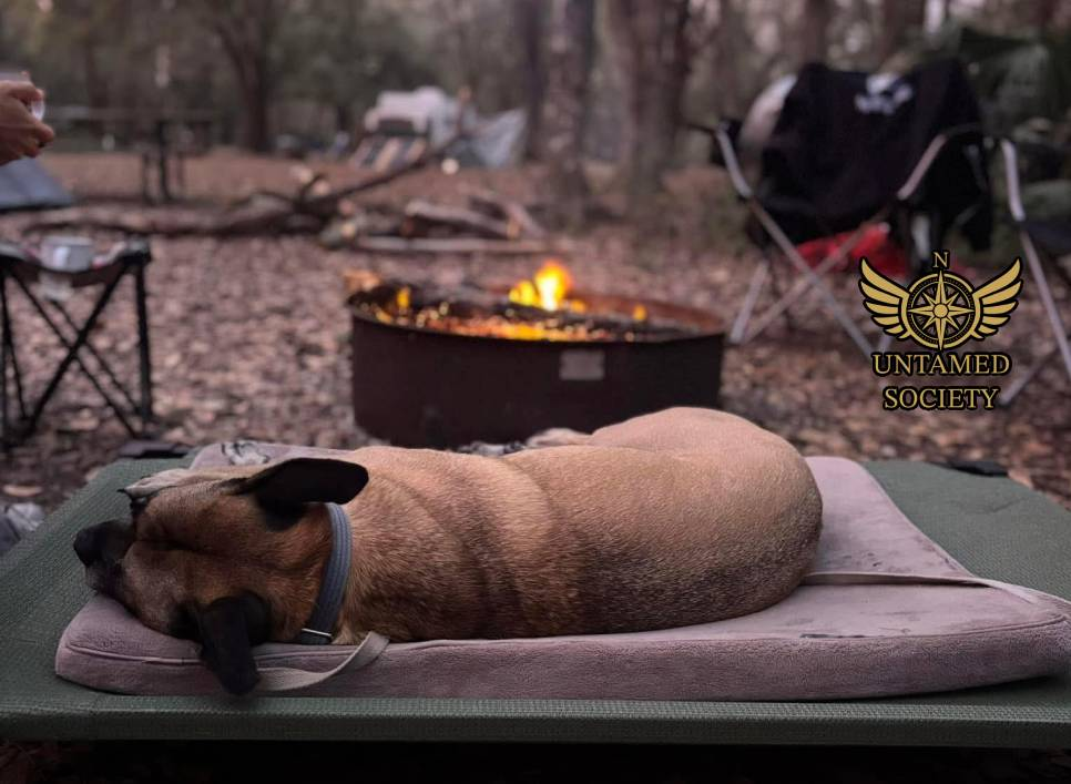 5 Dangers Every Dog Owner Must Know